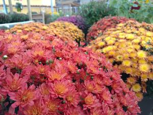 Container Gardening - Fall